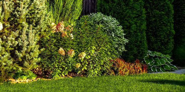 A lush green garden with various shrubs and trees under sunlight.