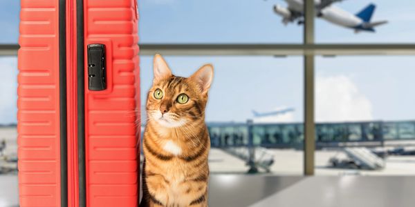 A cat sitting next to a red suitcase at an airport terminal.