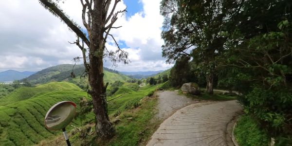 Curved path in lush green hilly landscape with trees and a convex mirror.