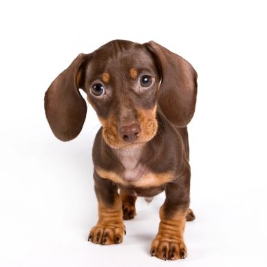 Adorable brown dachshund puppy looking up.