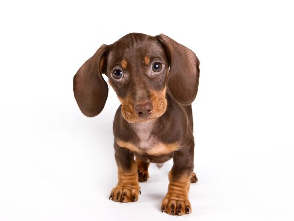 Cute brown dachshund puppy with big eyes.