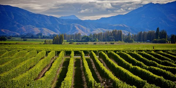 Vineyards with mountains in the background.