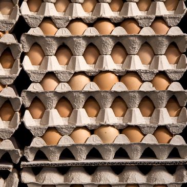 Discover our full egg selection — fresh, consistent, and ready for kitchens big or small.