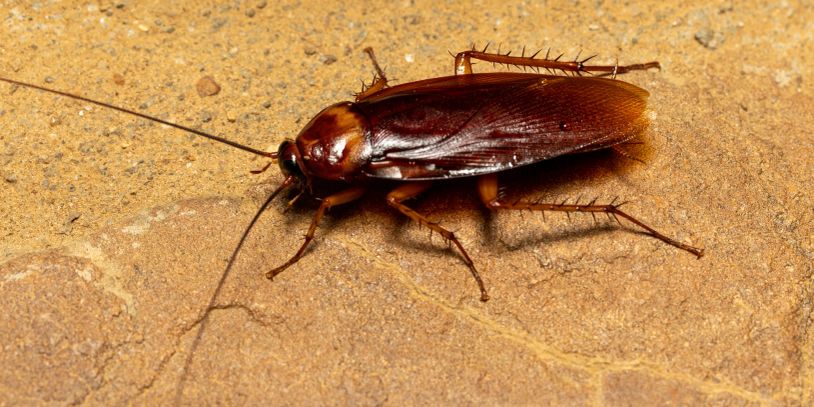 Close-up of a cockroach on a stone surface.