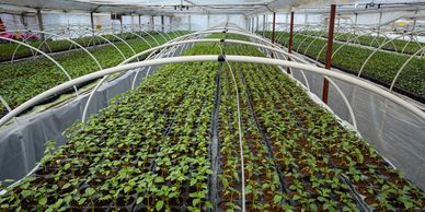 Greenhouse growing mix 