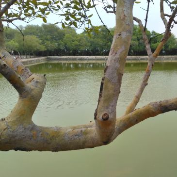 Tree branch over a calm lake with greenery in the background.
