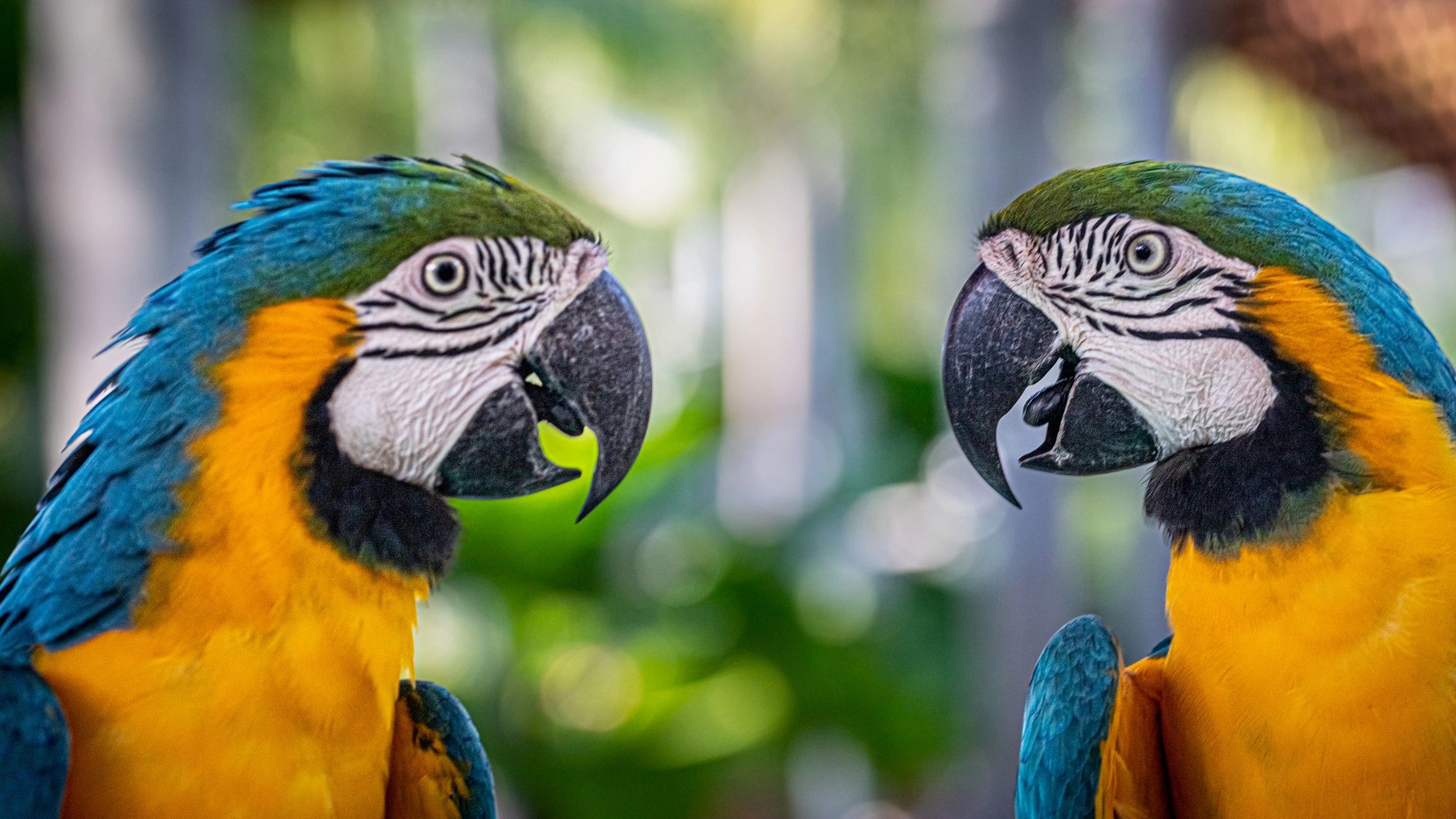 Corn Republic Parrot Head Club