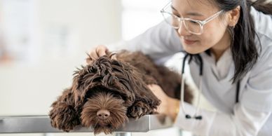 Veterinarian examining a brown dog on a table.