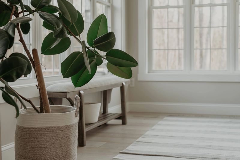 A vibrant potted plant stands in the corner of a sunlit room, near a large window