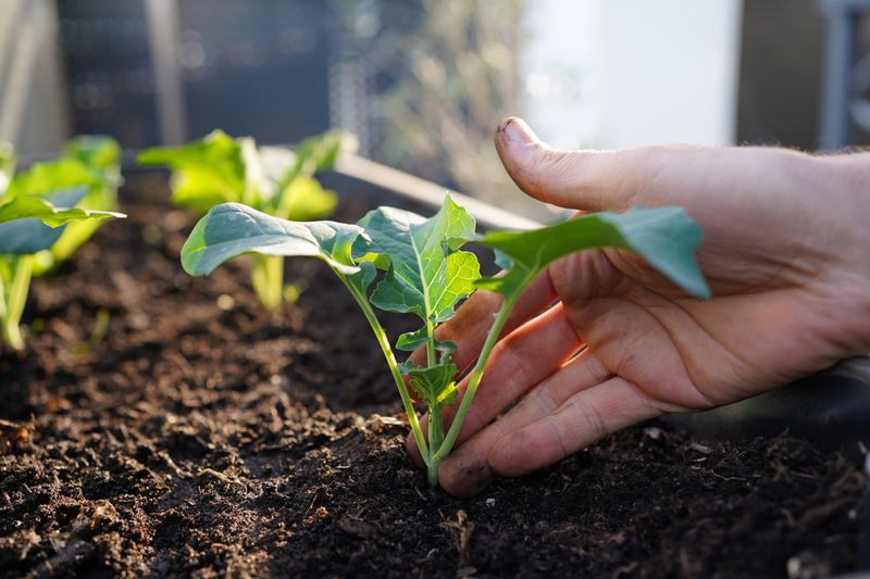 young green cabbage and kohlrabi plants planted in a wooden self built raised bed on a terrace