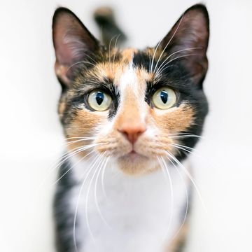 Close-up of a calico cat with striking yellow eyes and white whiskers.