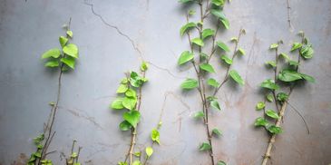 Four green leafy plants against a cracked gray wall.
