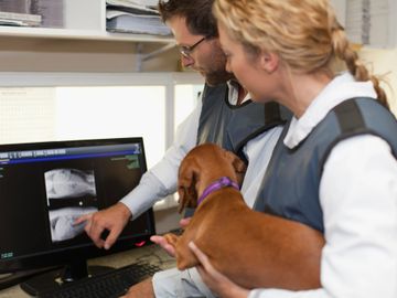 Veterinarians examine dog X-rays on a computer while holding the dog.