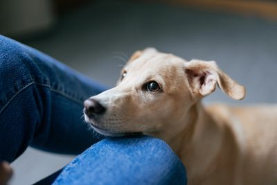 Dog taking part in calm cooperative care handling practice