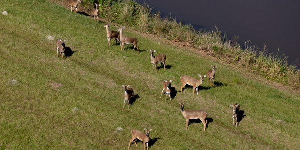 A group of deer standing on grassy land near a water body.