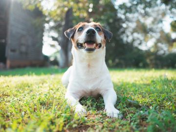 Happy dog smiling in a clean green yard