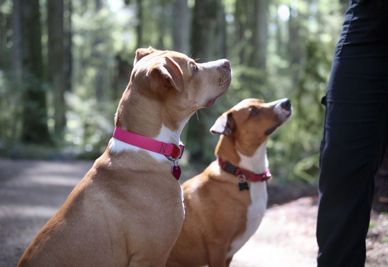 Side view of puppy dog friends backlit on sunny nature walk in rainforest. Harrier mix and Boxer Pitbull mix. Selective focus.