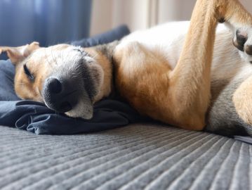 A dog sleeping peacefully on a bed with a relaxed pose.