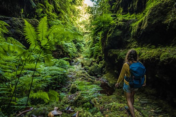 Hiker exploring a lush, green forest gorge with a blue backpack.