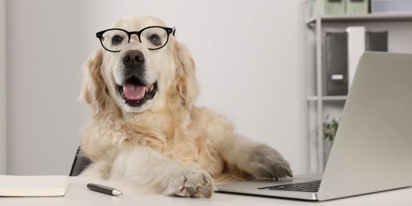 Golden retriever wearing glasses at a laptop.