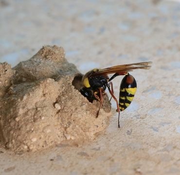 Mud dauber wasp