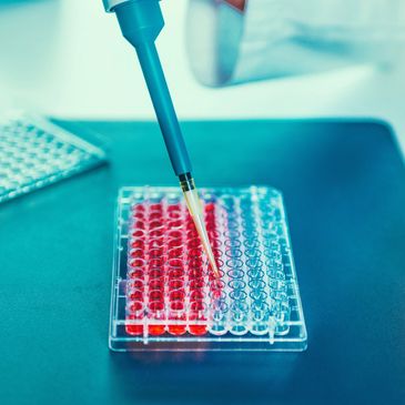 Pipette dispensing red liquid into a multi-well plate in a lab.