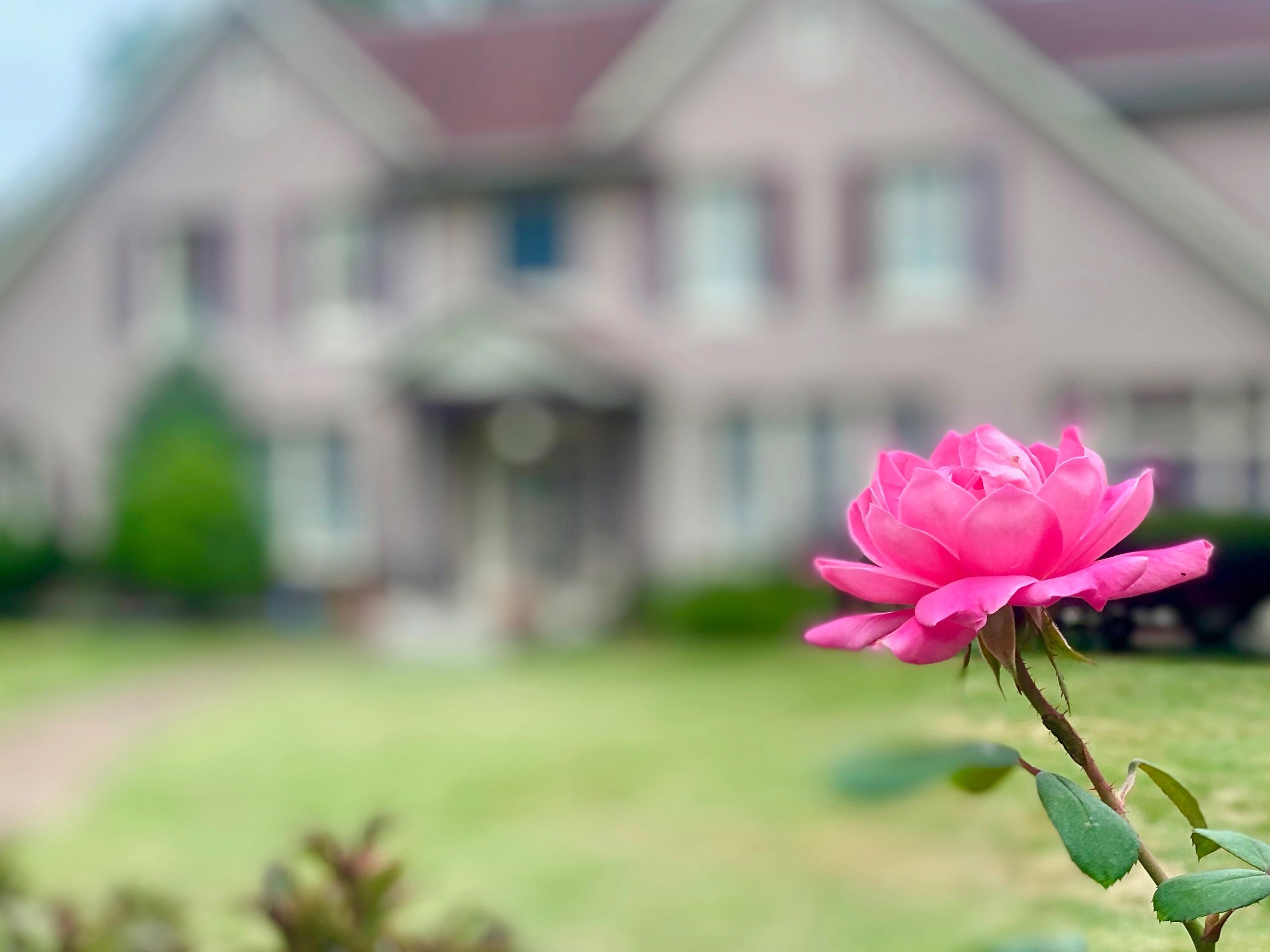 Background is Tudor style mansion in Detroit, MI.  Focus on foreground pink rose.
