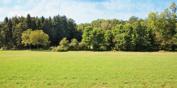 A lush green meadow with a dense forest and blue sky.