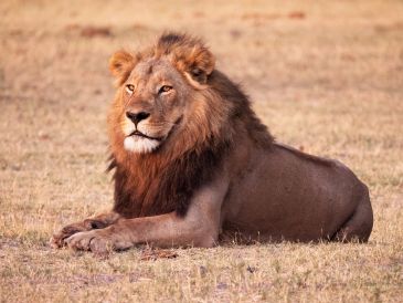A lion resting on dry grass.