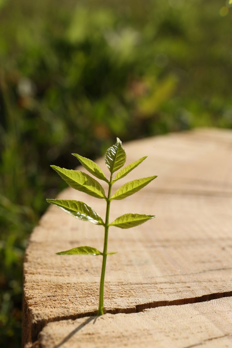 Young seedling growing out of tree stump outdoors, closeup. New life concept
