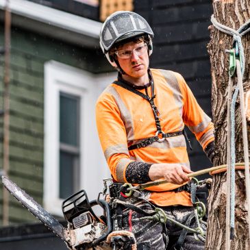 Arborist in safety gear using a chainsaw on a tree in an urban area.
