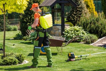 Gardener sprays pesticide on lawn plants.