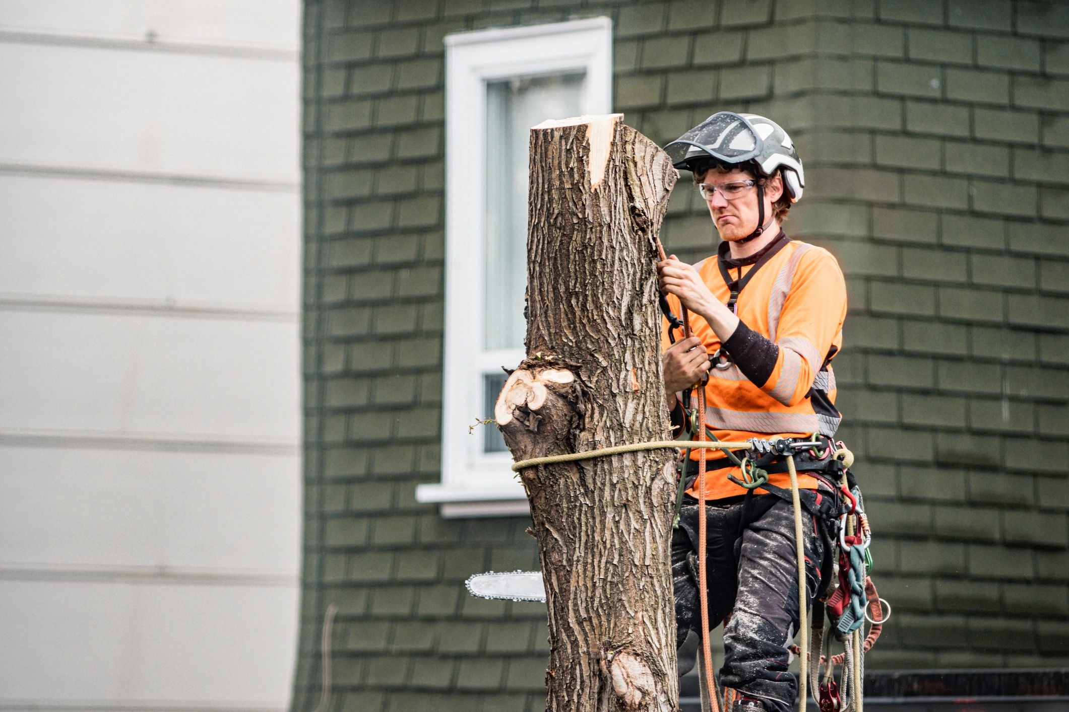 A tree worker wearing safety gear and helmet secures a tree trunk with ropes.
