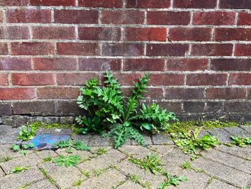 Weed control and lawn treatment in Winnipeg