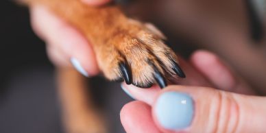 A person holding a dog's paw.