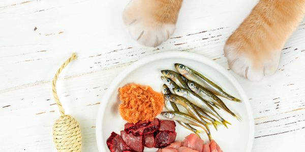 Cat paws near a plate with fish, meat, and a toy on white wood.