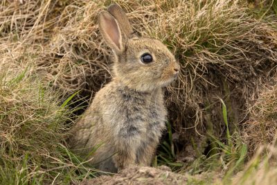 A young wild rabbit near its burrow.