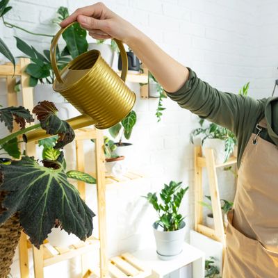 alpaca poop for green thumb garden plant lovers