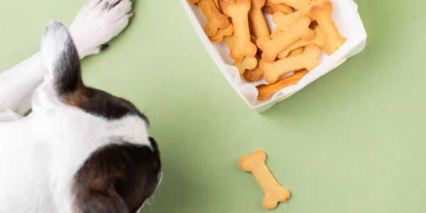 Dog with bowl of dog treats