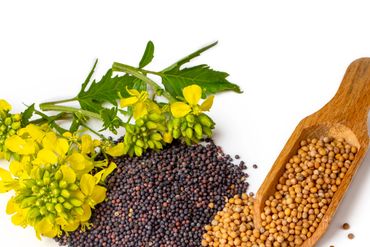 Yellow mustard flowers with black and yellow mustard seeds on white background.