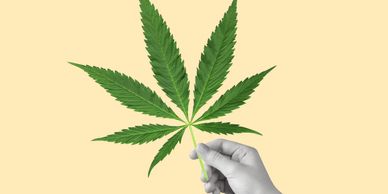 Hand holding a cannabis leaf against a beige background.
