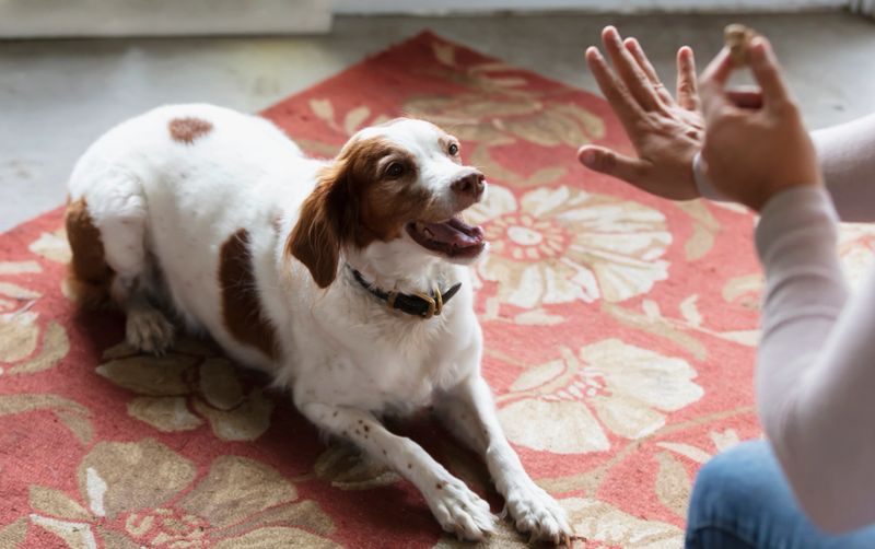 A well-trained dog happily sitting next to its owner in a training session.