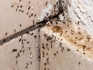 Numerous ants crawling on tiled corner surface.