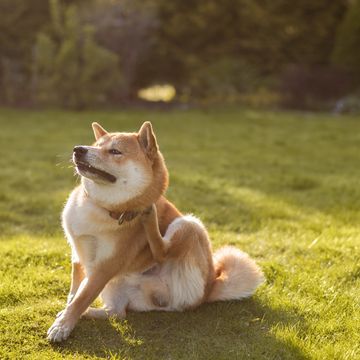 We do weekly collections of the dog poop in your yard