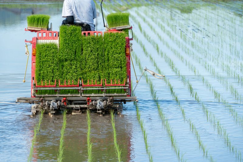 Image of planting rice using a rice transplanter