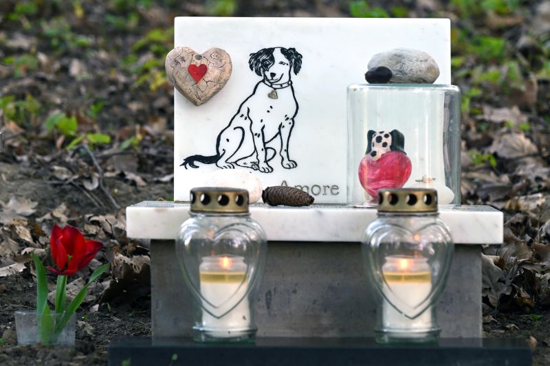 Dog's grave with candles and a red rose in a pet cemetery