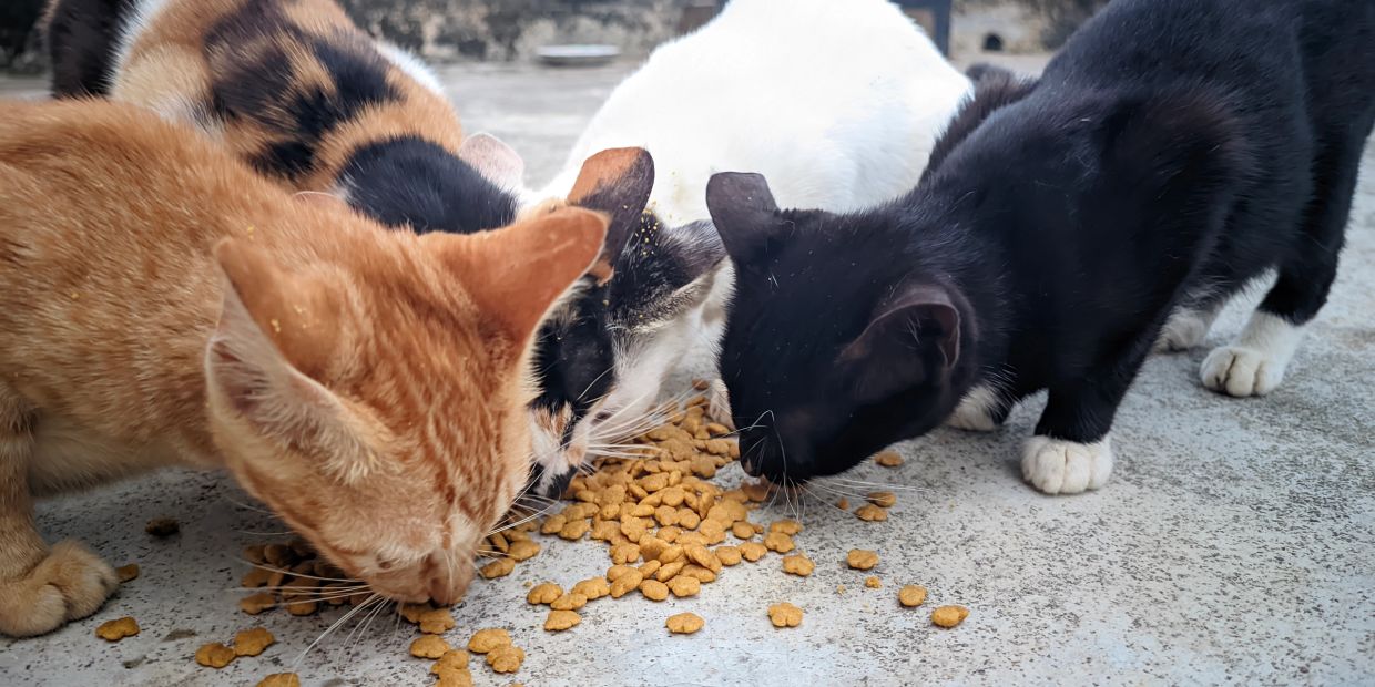 Three cats eating dry food on concrete ground.