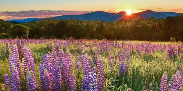 Sunset over a field of purple flowers with mountains in the background.