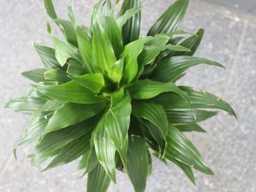 Top view of a healthy green houseplant with broad leaves.