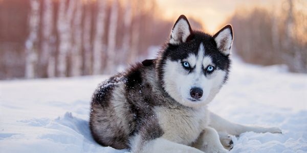 Siberian Husky dog trainer Orange County California. Rescue Husky specialist behaviorist.